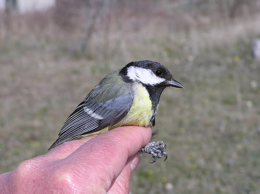 Great Tit, Sundre 20050509